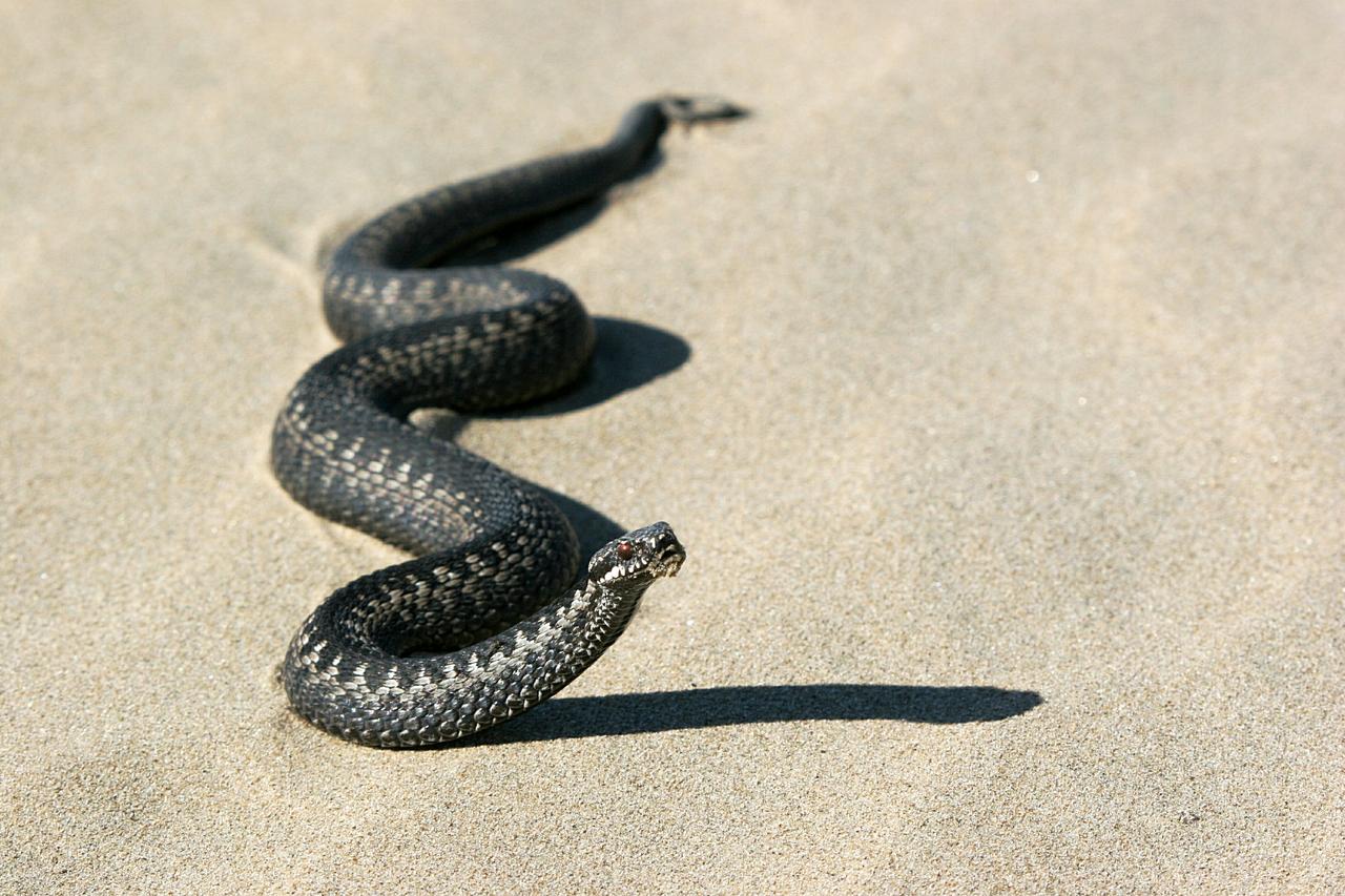 Москвичей предупредили о проснувшихся гадюках