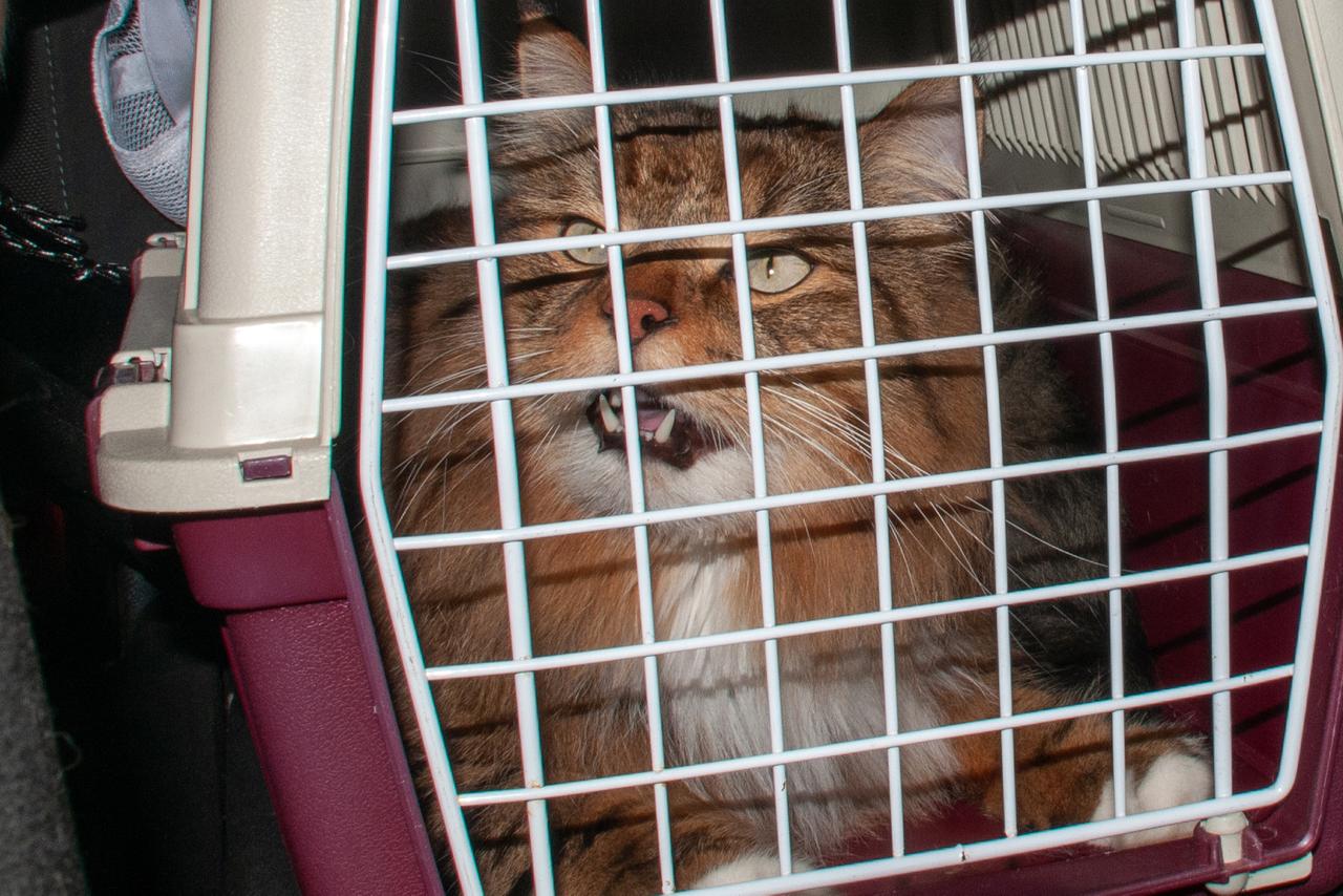 Хозяева бросили кота в московском аэропорту и улетели