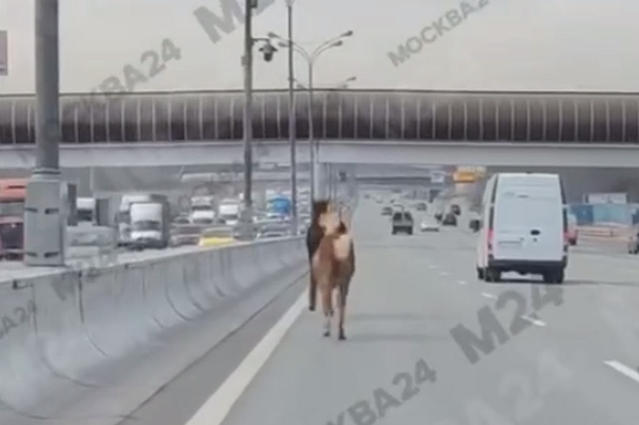 Бегущие по МКАД лошади попали на видео