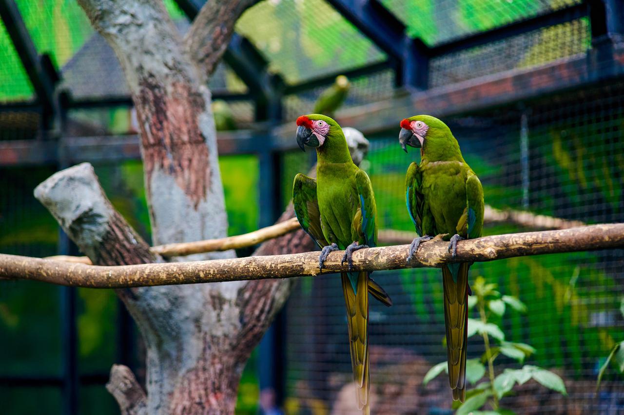 Городской медиабанк «Мосфото» опубликовал подборку изображений к Международному дню птиц