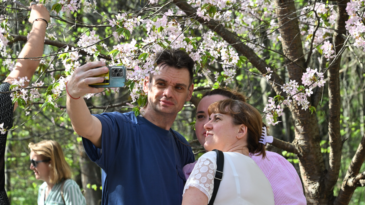Эксперт рассказал, когда в Москве зацветет сакура