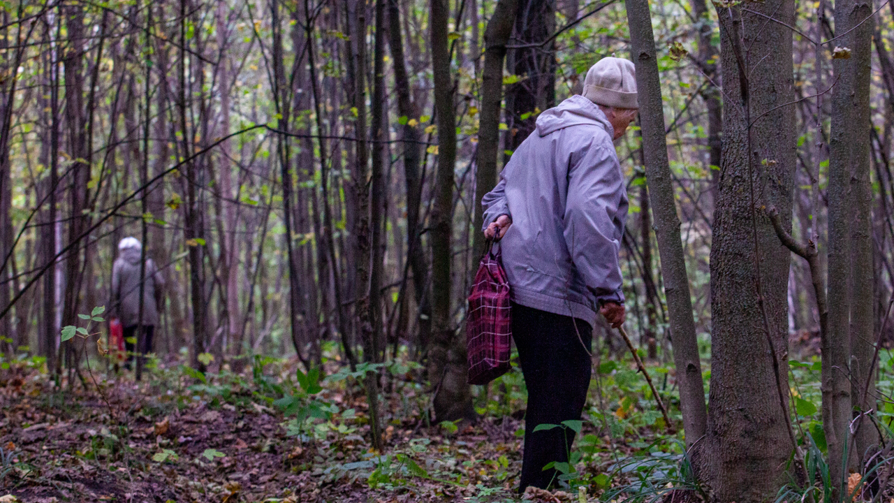Стало известно, какие грибы можно собрать в лесах Подмосковья весной