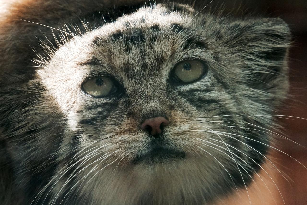 Манул Тимофей остался без невесты