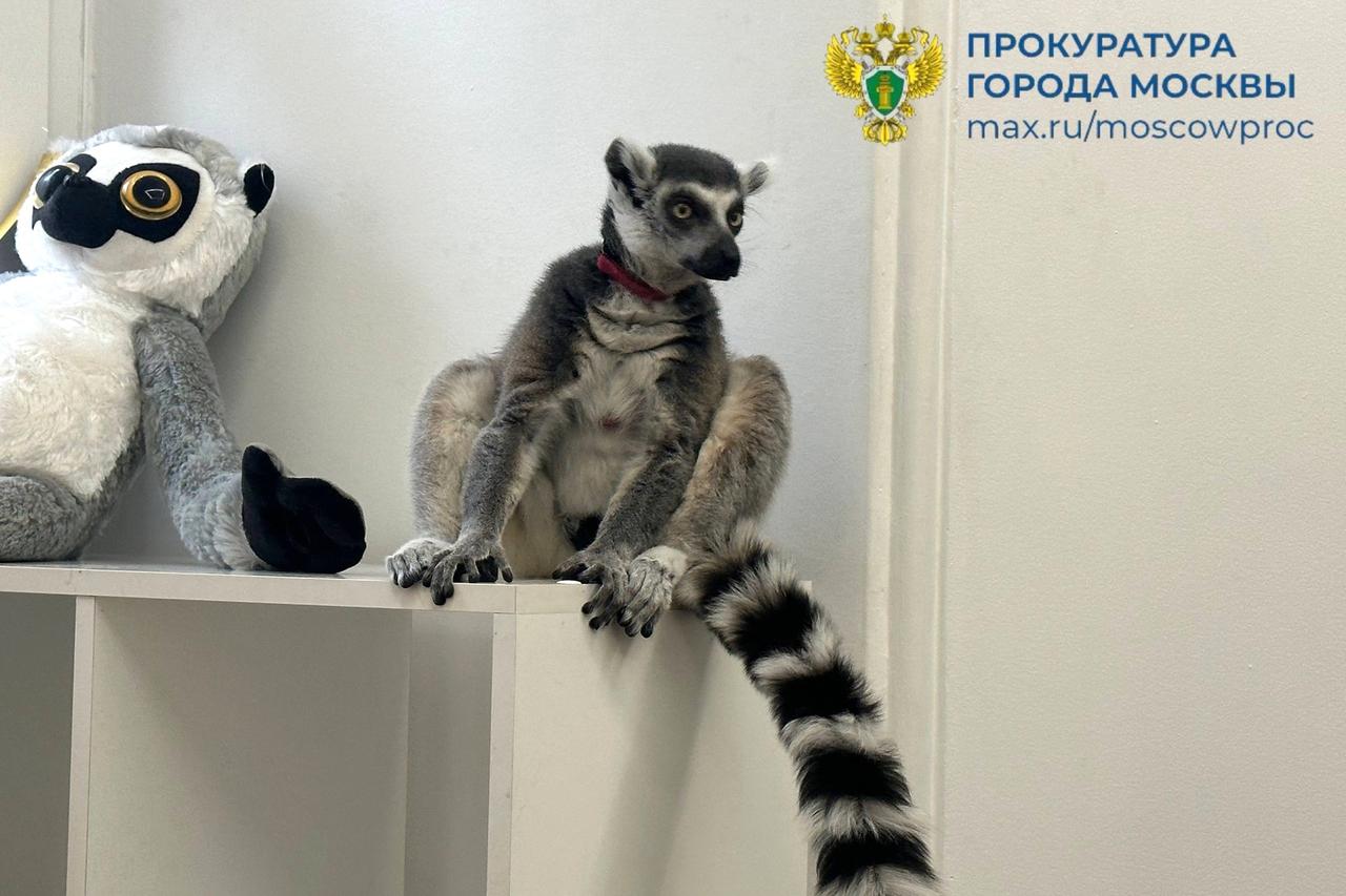 Московского «короля Джулиана» спасли из «трудового рабства»