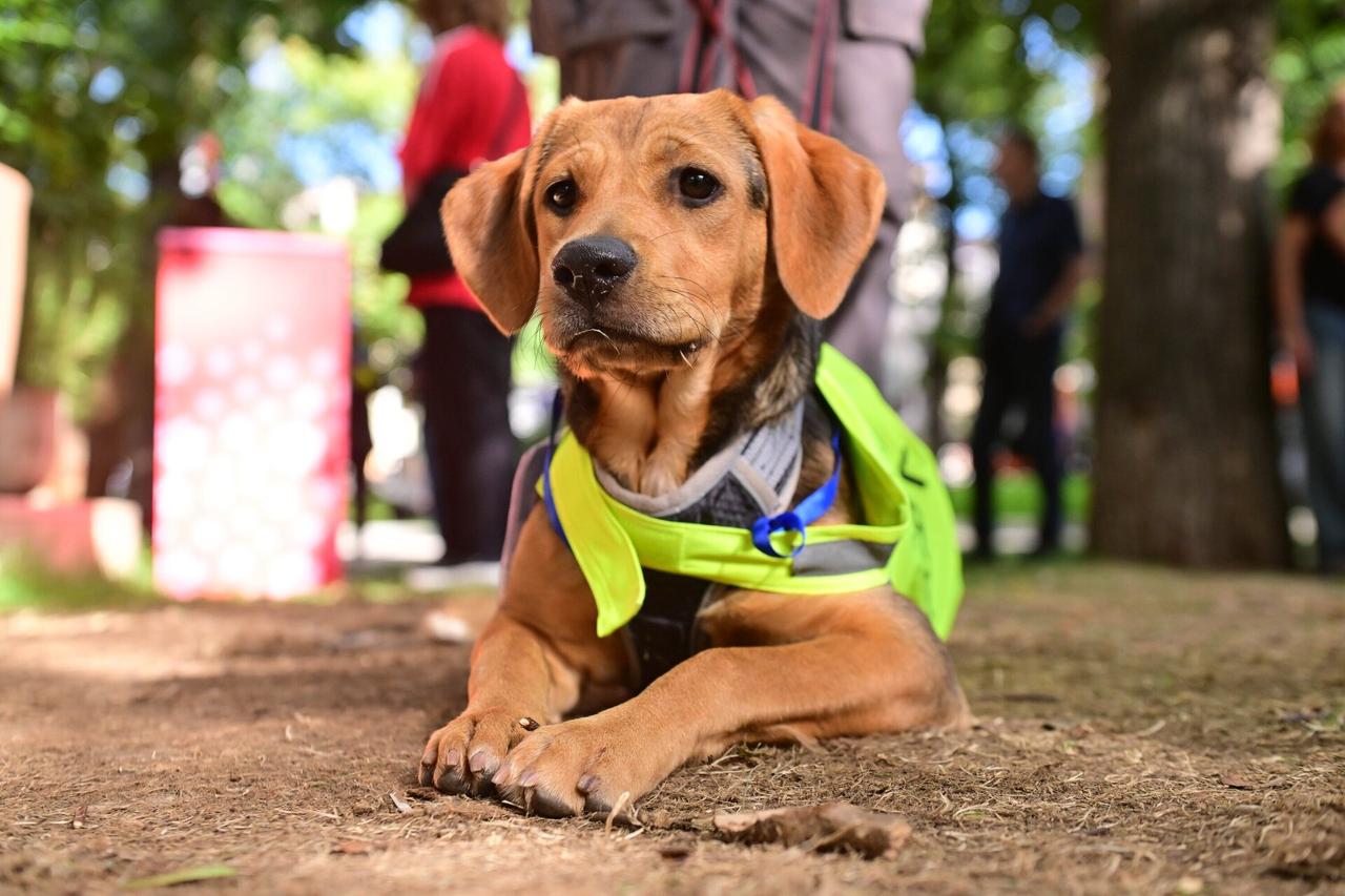 Москвичам предложили найти домашних питомцев в городских приютах через онлайн-сервис
