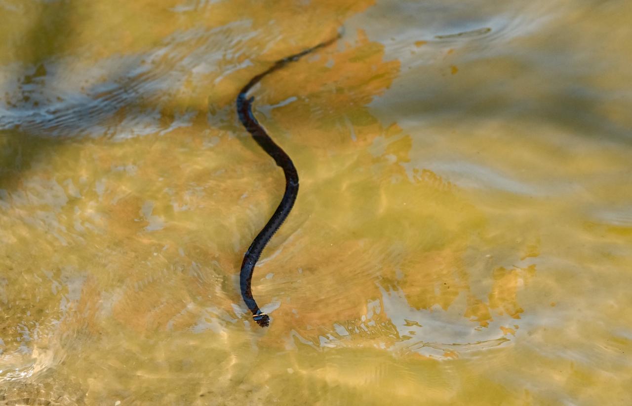 Огромное количество змей заметили на популярной велотрассе в Подмосковье