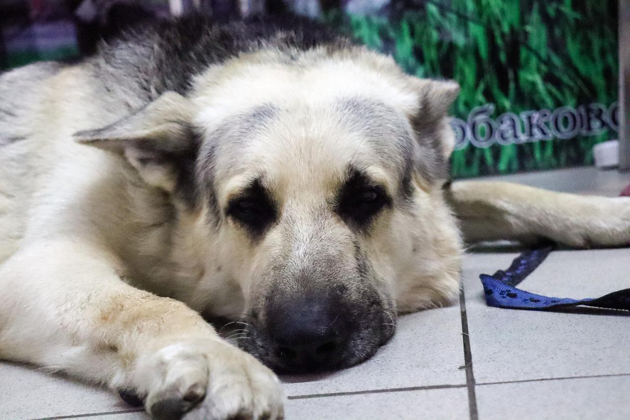 В Подмосковье потерявшиеся овчарки стали кататься на электричках в поисках хозяина