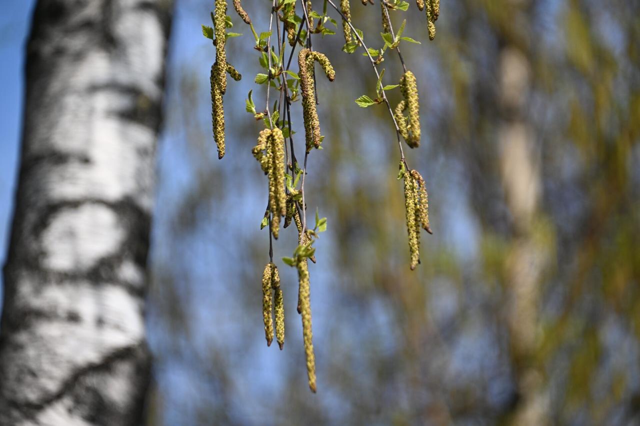 В Москве началось цветение вызывающего аллергию дерева
