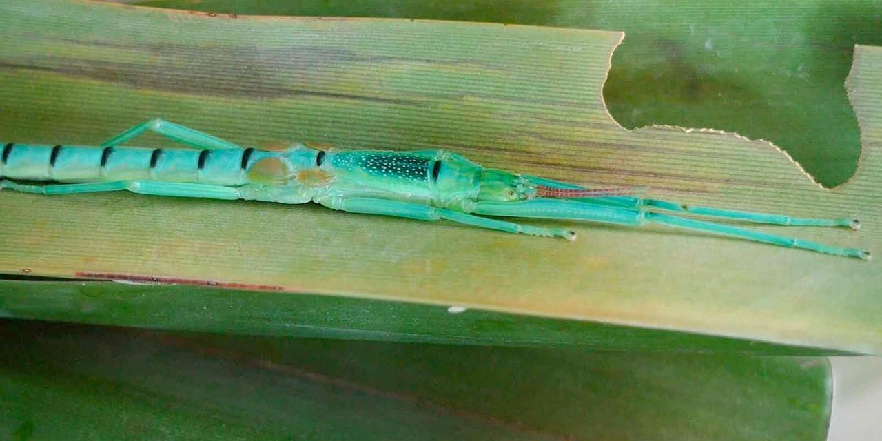 В Москве впервые появились мятные палочники