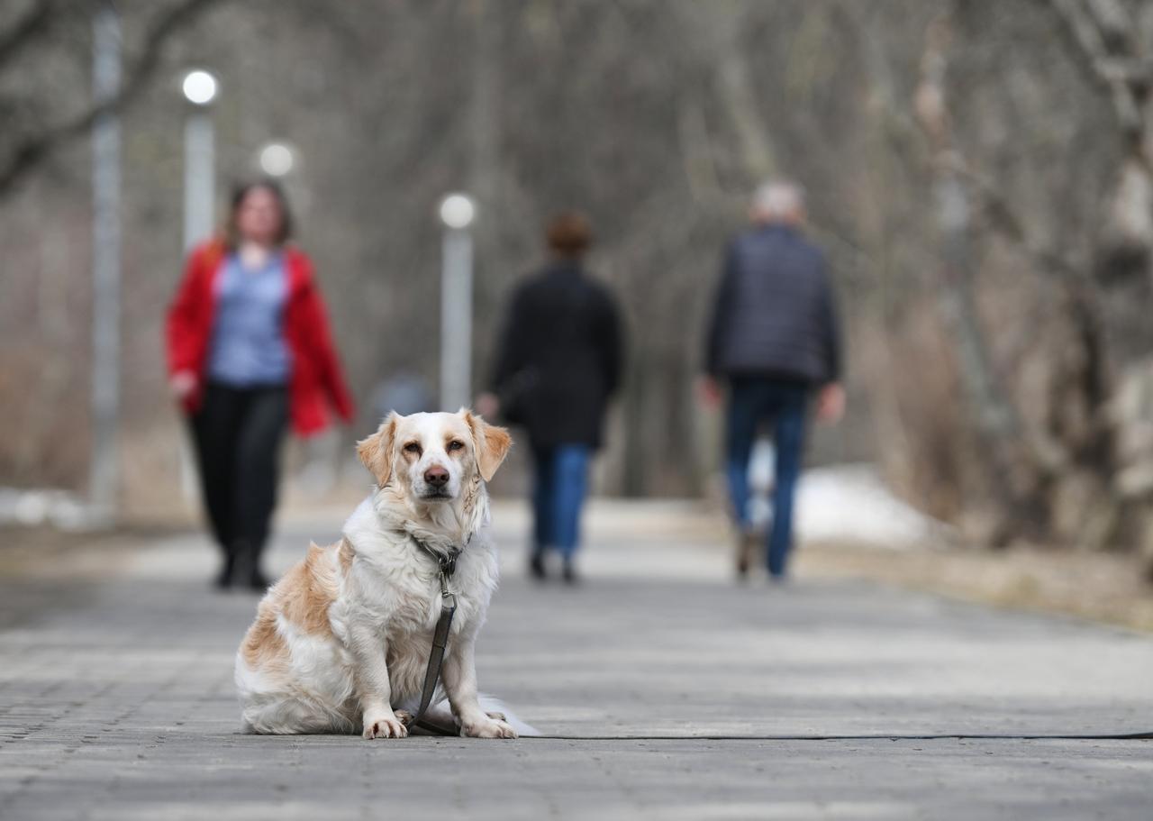 Москвичей припугнули штрафами за выгул собак без поводка