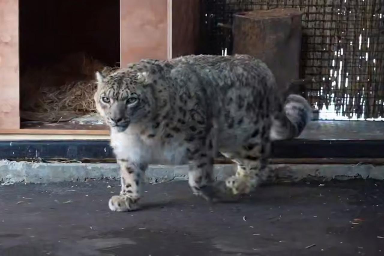 В Московском зоопарке провели уникальную и ранее невозможную процедуру