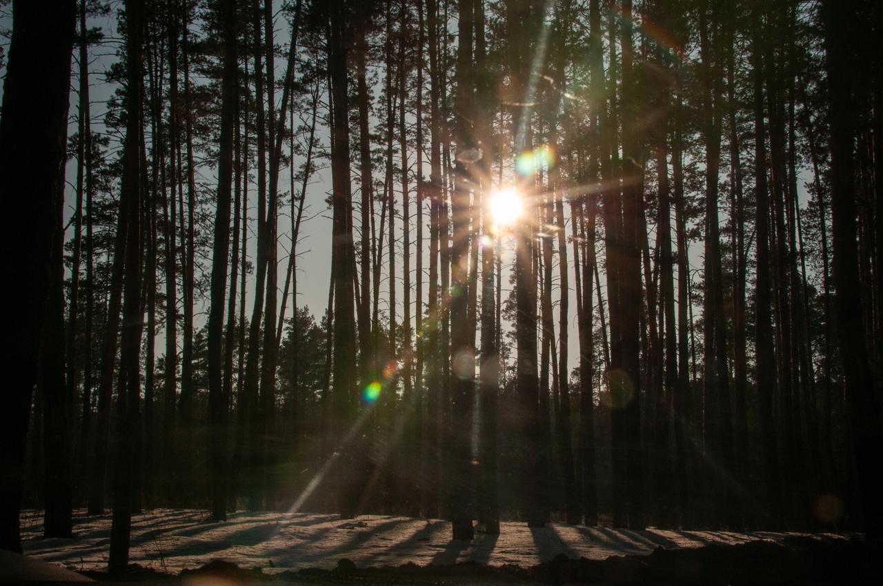 Необычный гриб ввел в заблуждение жителей Подмосковья