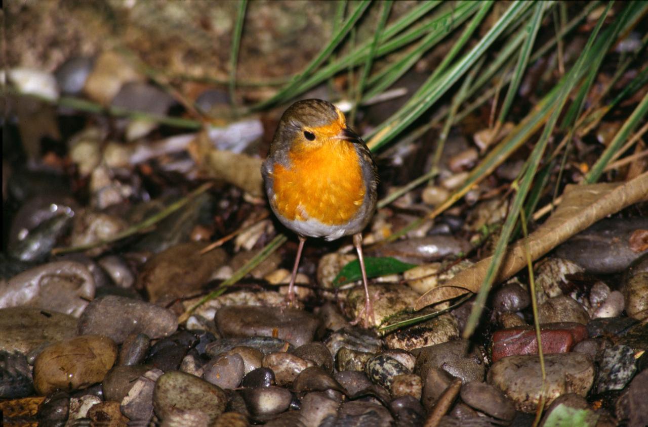 В Москве начали замечать редких перелетных птиц