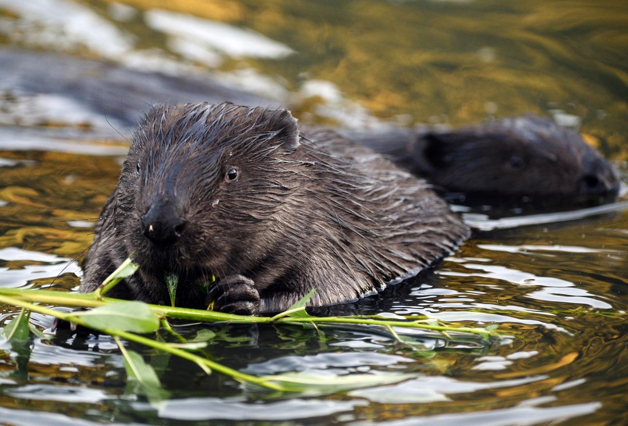 Названы самые заселенные бобрами районы Москвы