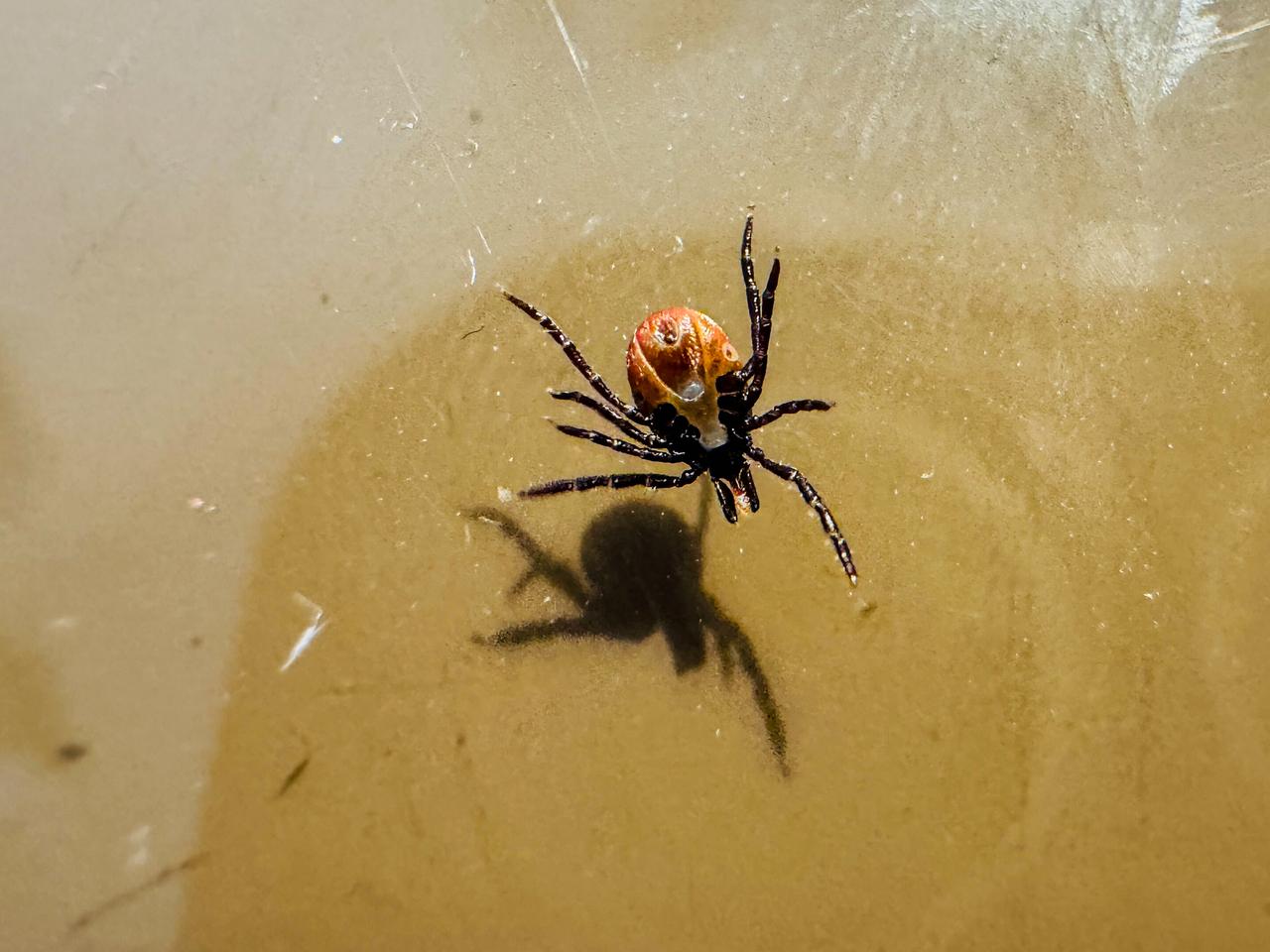 Биолог рассказал о клещах в московских парках