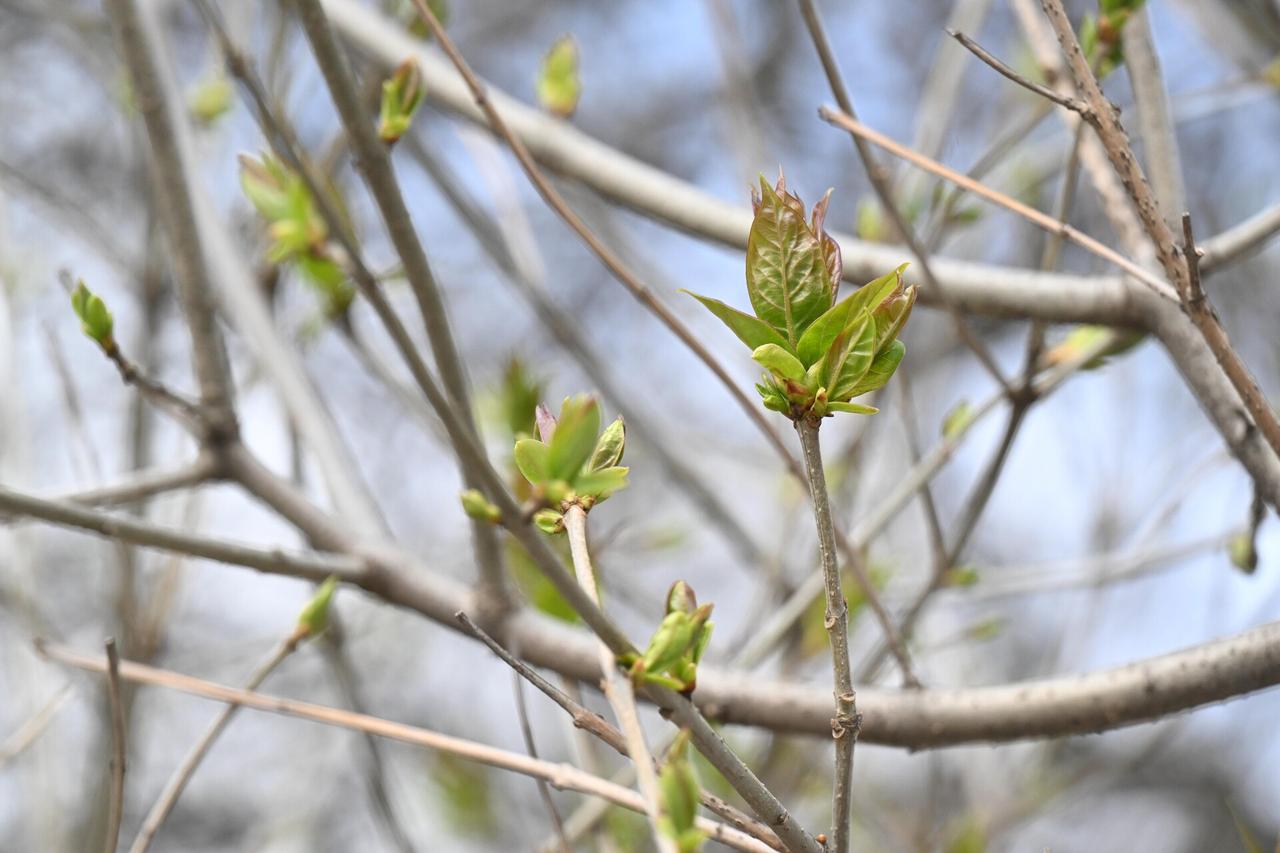 Москвичей пригласили на экскурсии по экотропам центральных парков