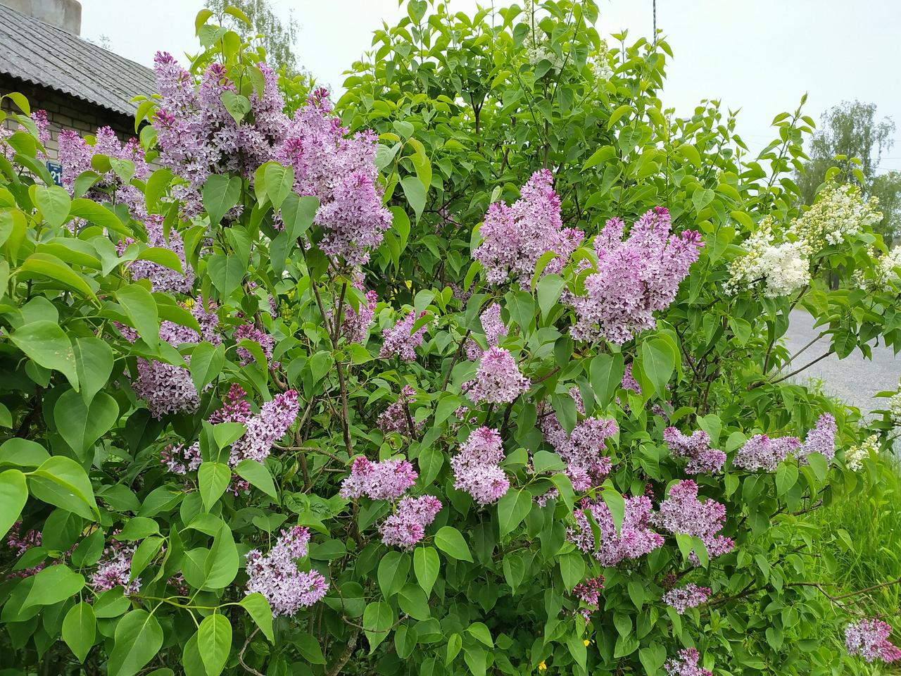 Москвичей предупредили о штрафе за одно действие на городских аллеях