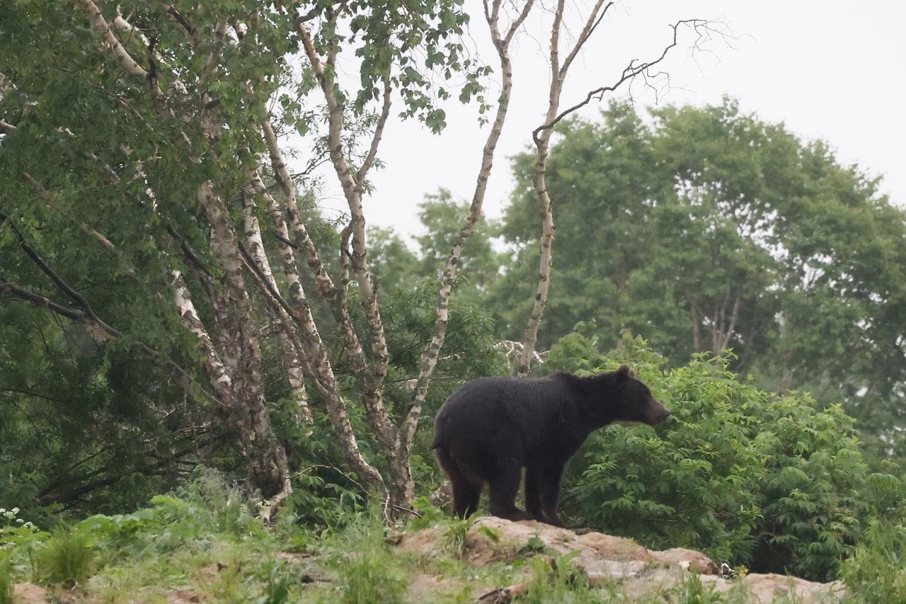 Жителей Подмосковья предупредили о риске встречи с медведем и дали советы