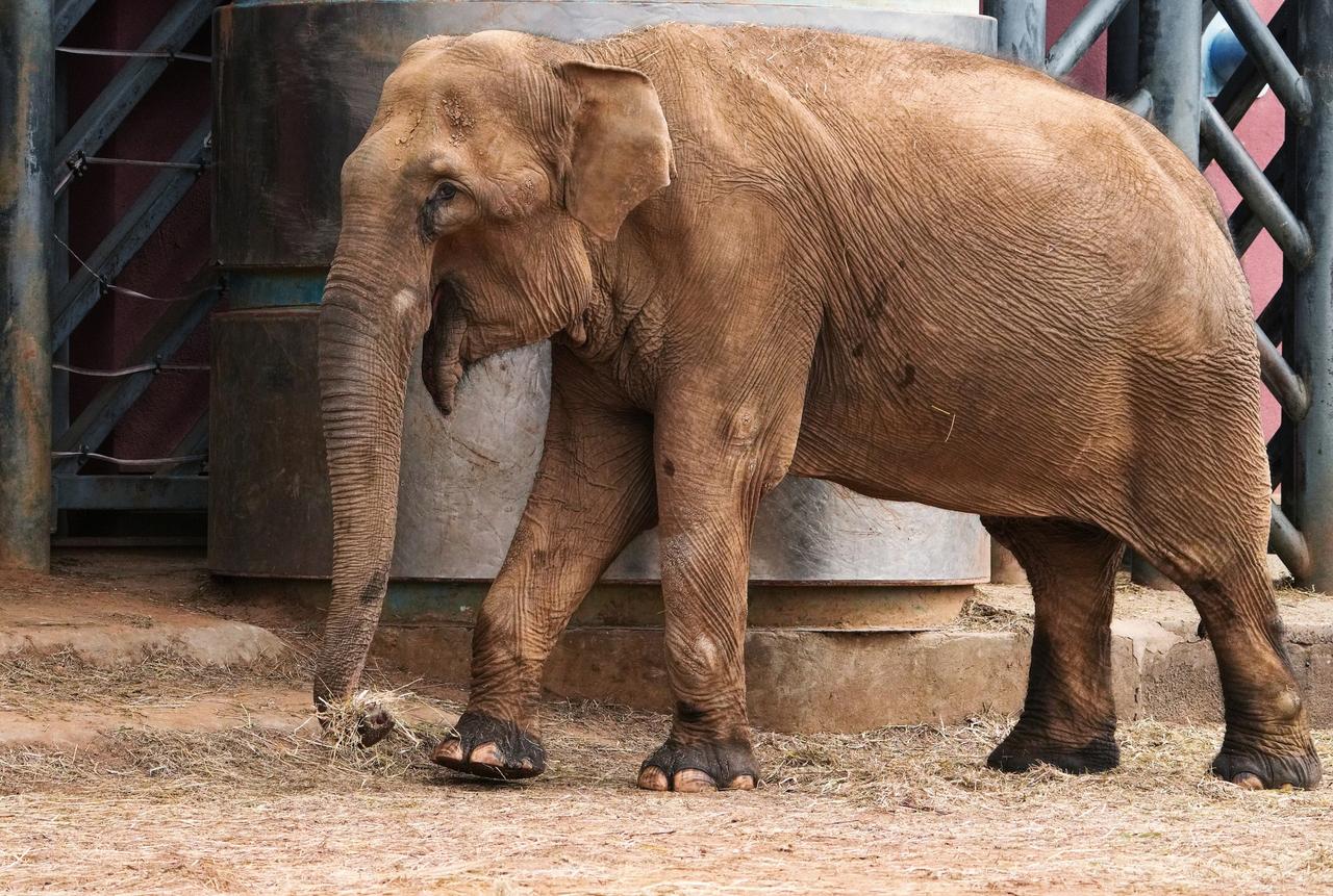 Слонам Московского зоопарка привезли песок
