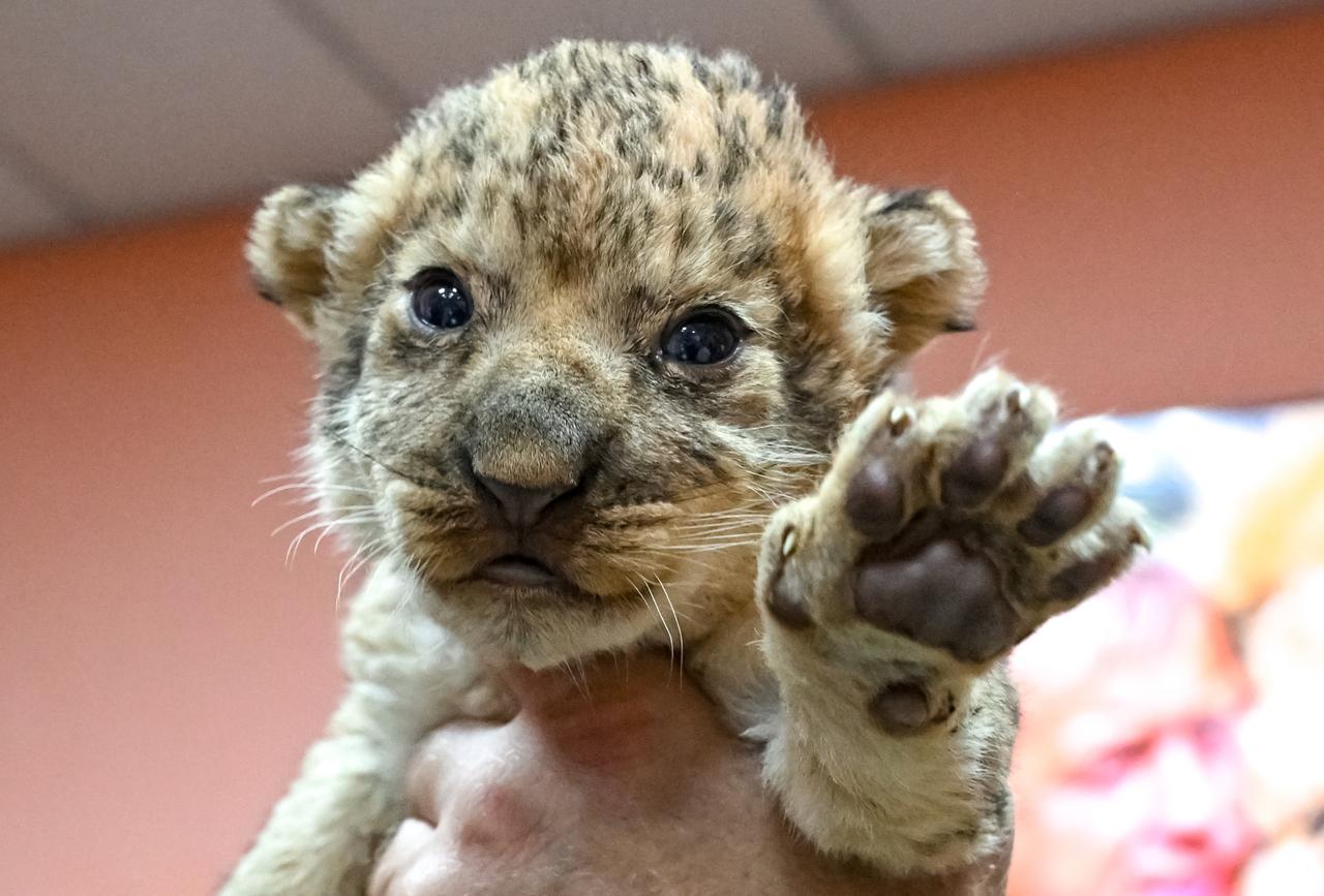 Раскрыта судьба замеченного на поводке в Москве львенка