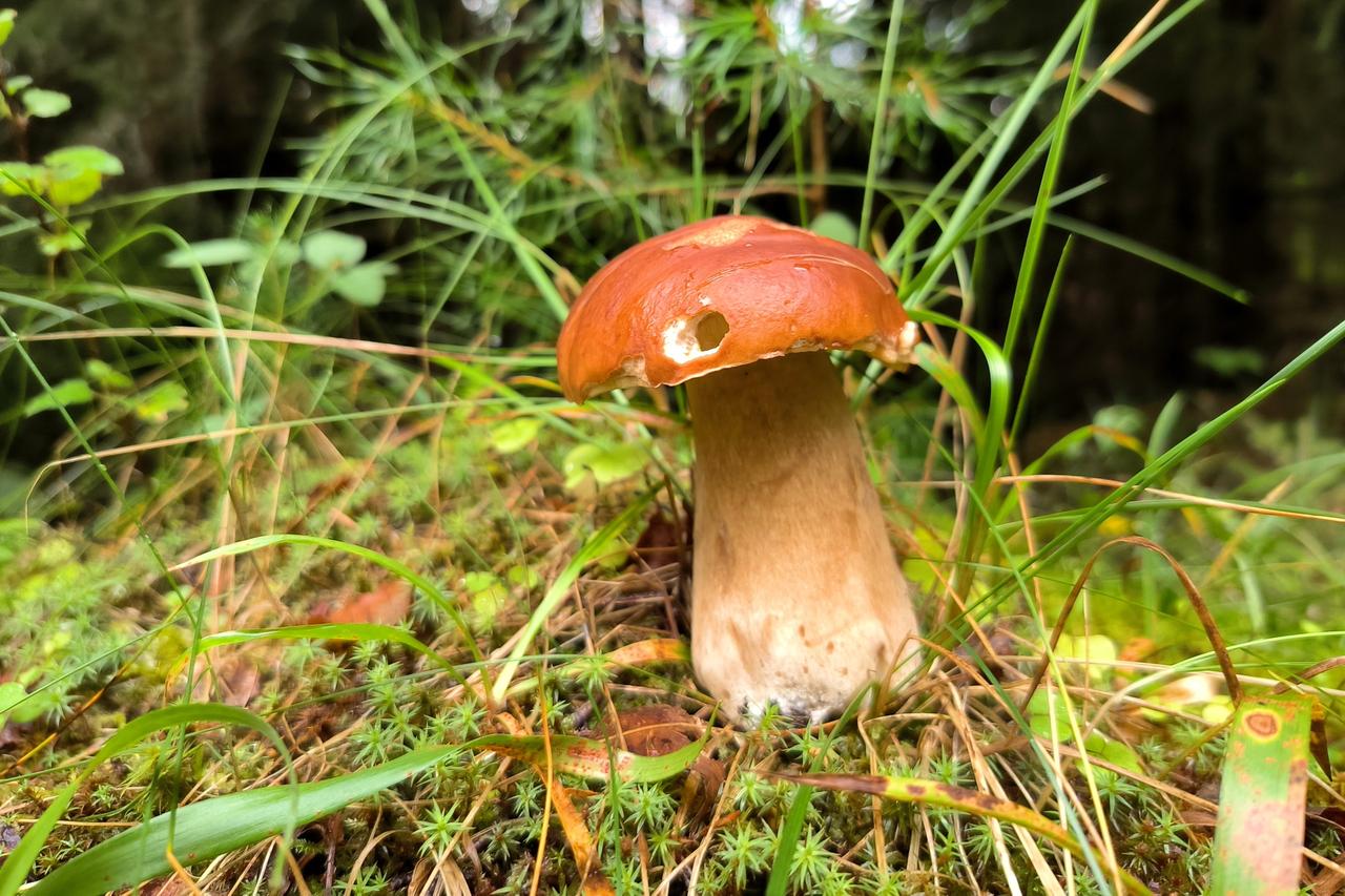 Раскрыты самые грибные места Подмосковья этой весной