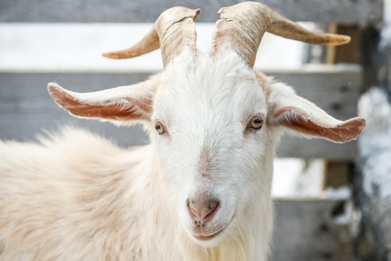 В Химках козы начали встречать людей на автобусной остановке