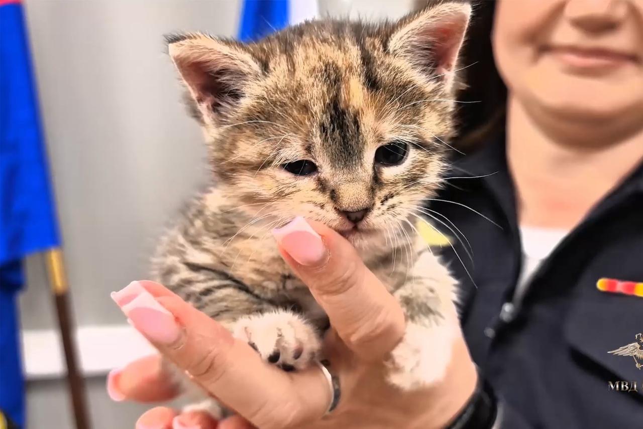 Московские полицейские спасли застрявшего между стенами котенка