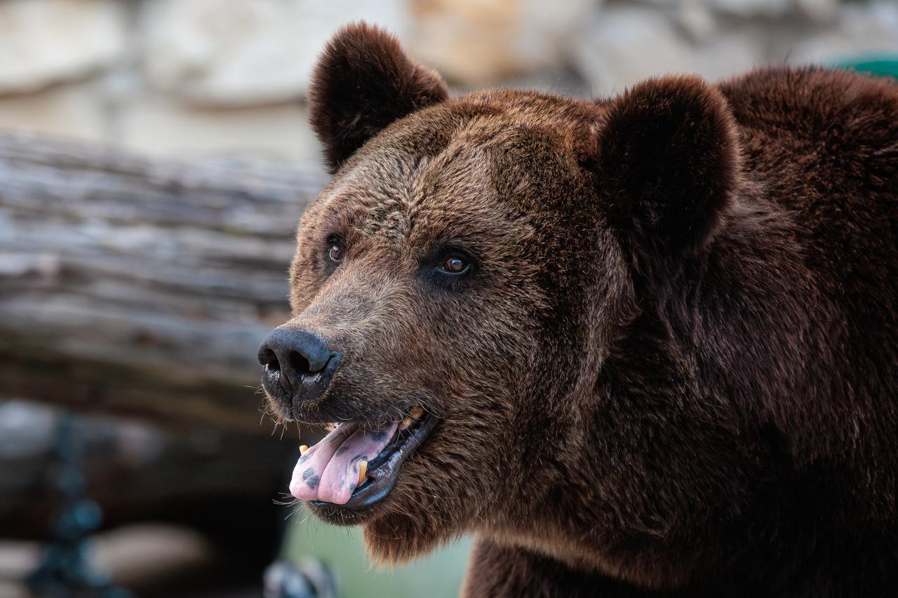 В Московской области активизировались медведи