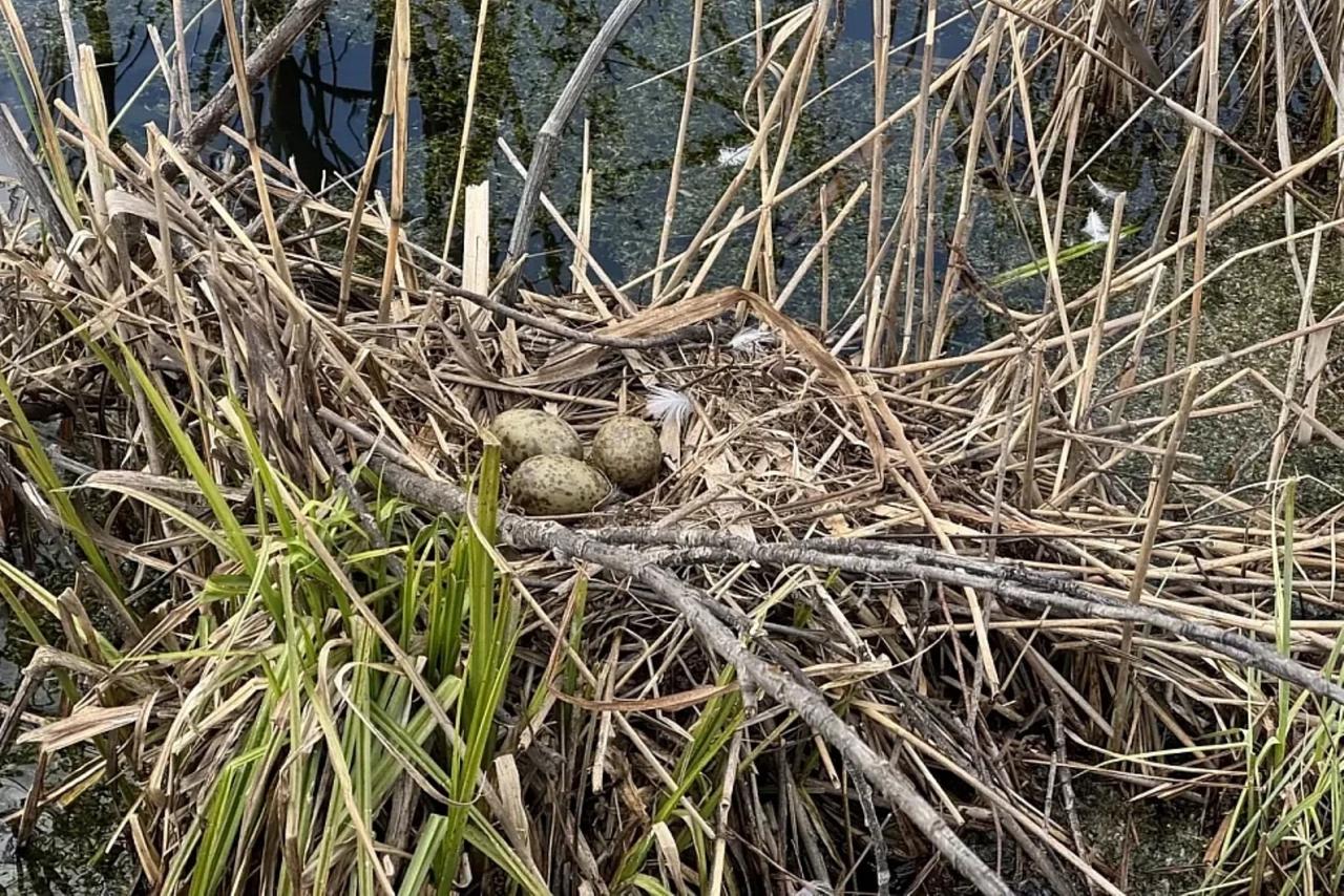 В «Лосином острове» появились первые кладки яиц чаек