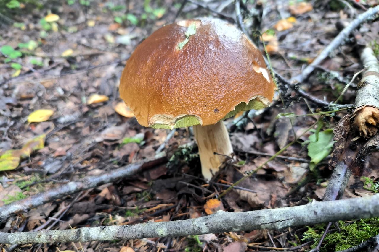 Грибников предупредили об опасных местах в Подмосковье