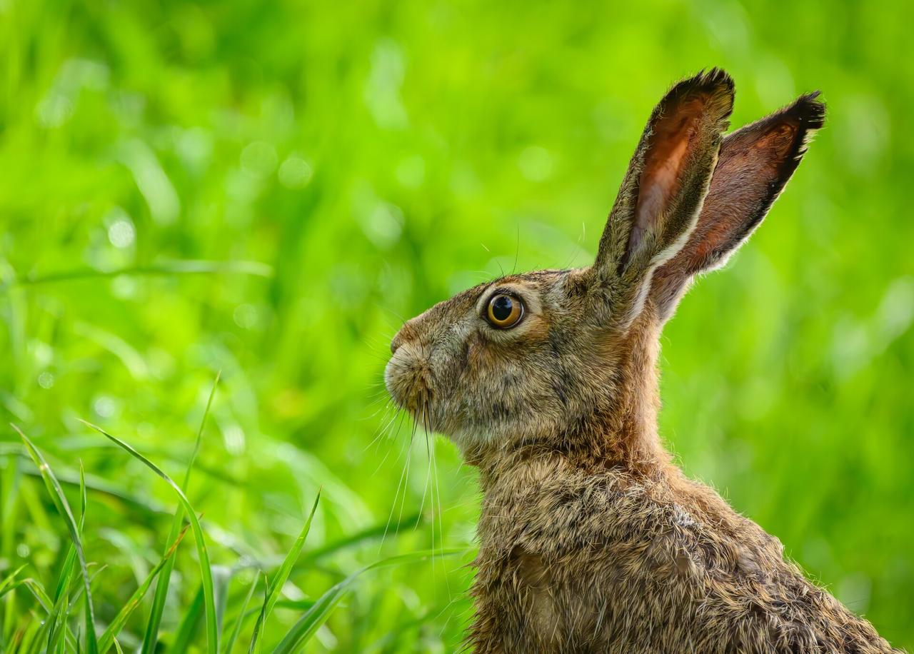 Москву заполонили зайчата
