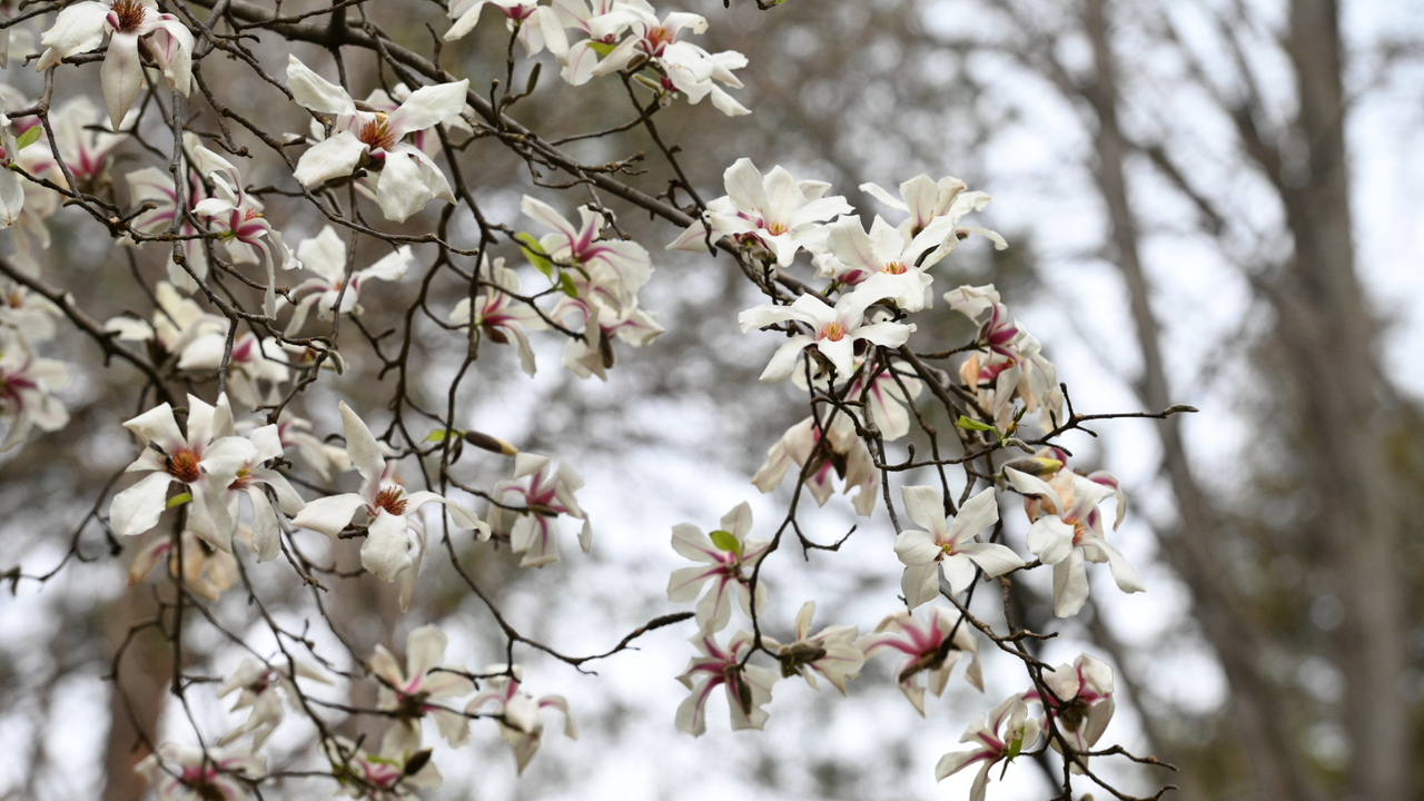 Уникальная магнолия из Японии зацвела в Москве