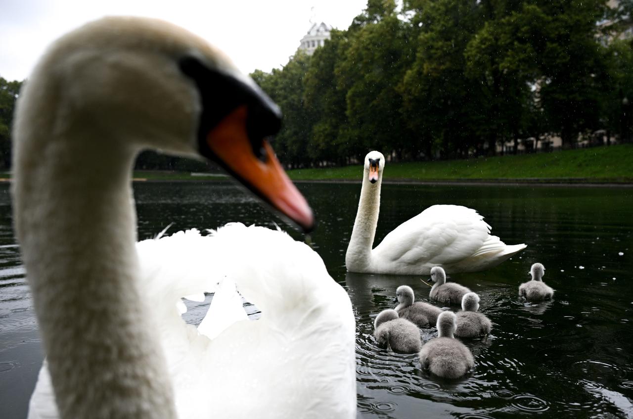Лебеди начали возвращаться на водоемы Москвы после зимовки