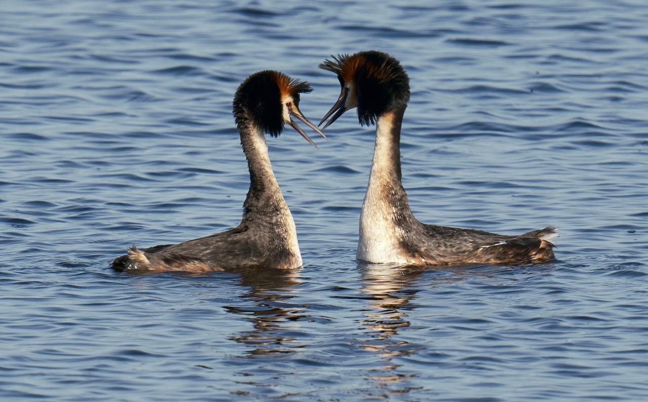 В Подмосковье начались брачные игры чомги