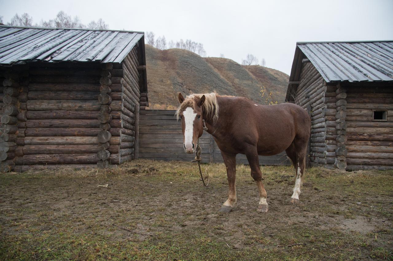 Кони совершили загадочный побег в Подмосковье