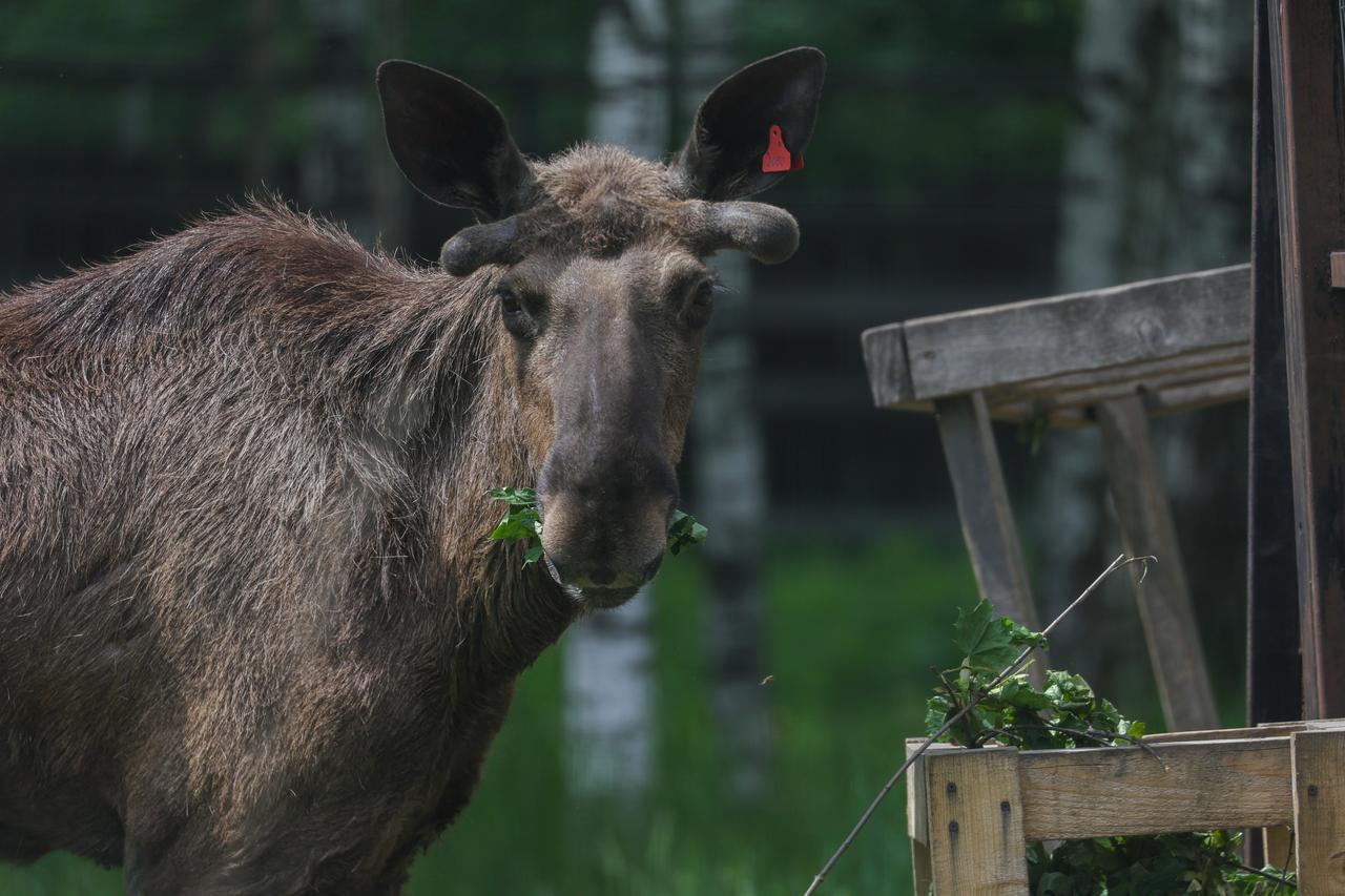 В Подмосковье нашли лося с идеальным знанием правил дорожного движения
