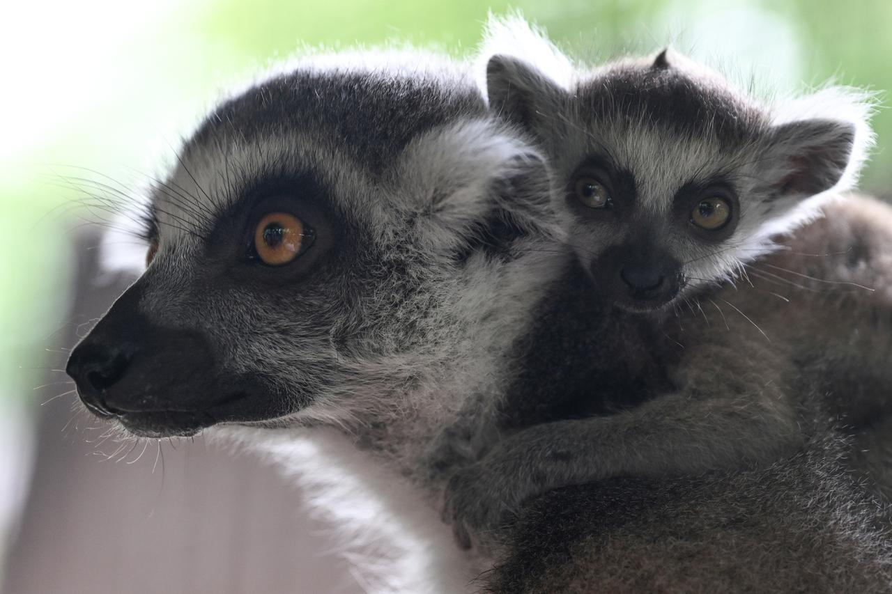 Кошачьи лемуры и кудрявые пеликаны родились в Московском зоопарке