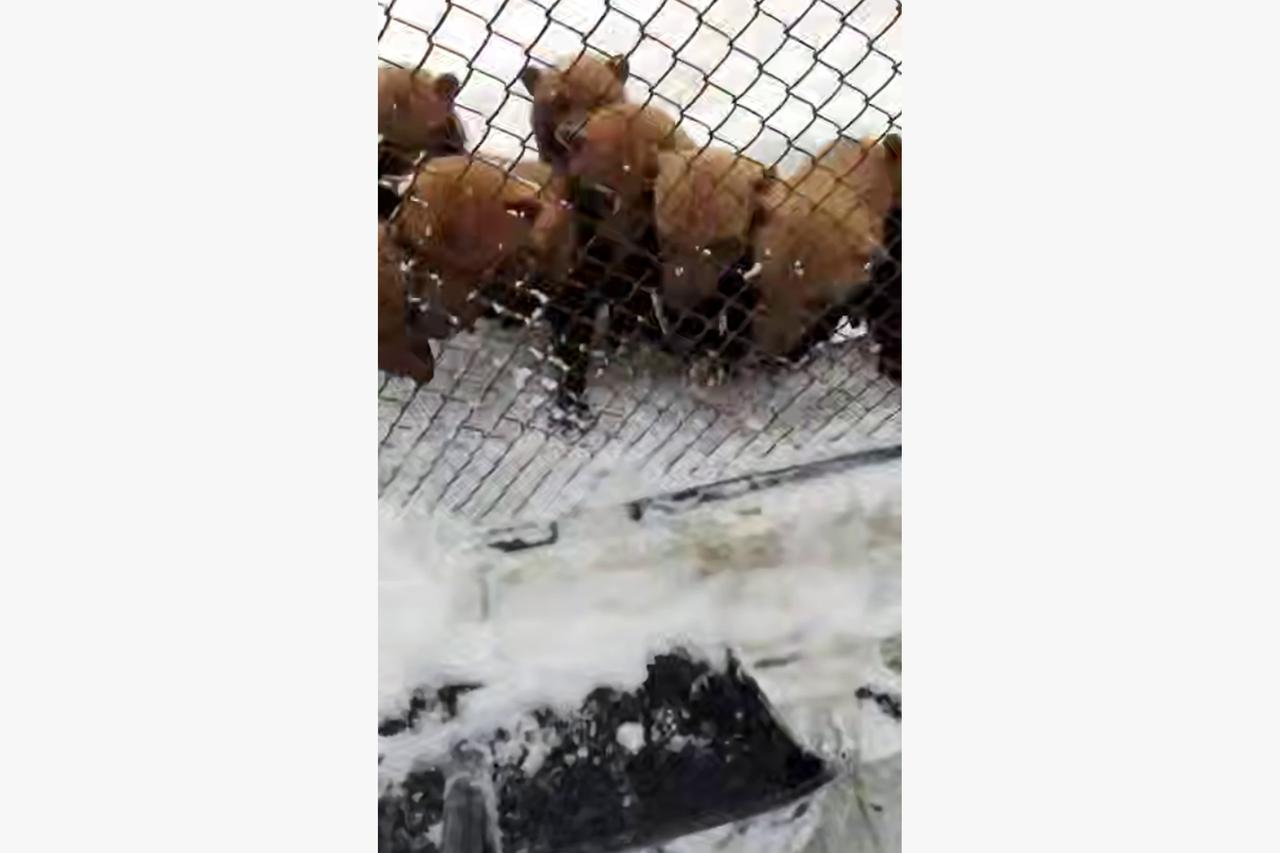 Зимние забавы кустарниковых собак в Московском зоопарке попали на видео