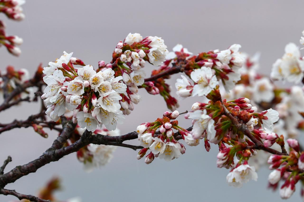 Сакуру и магнолию занесло снегом в «Аптекарском огороде»