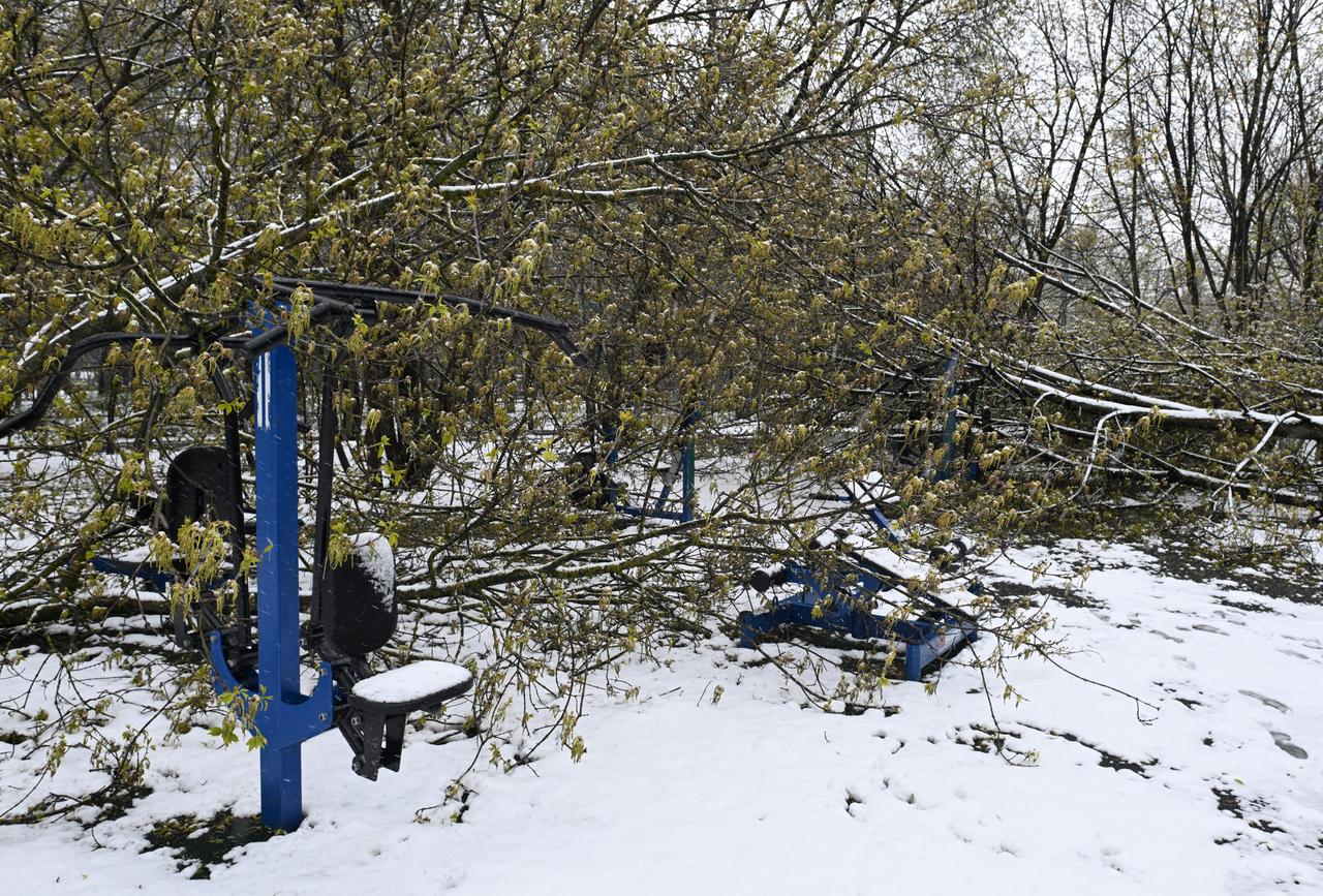 Шторм повалил тысячи деревьев в Подмосковье