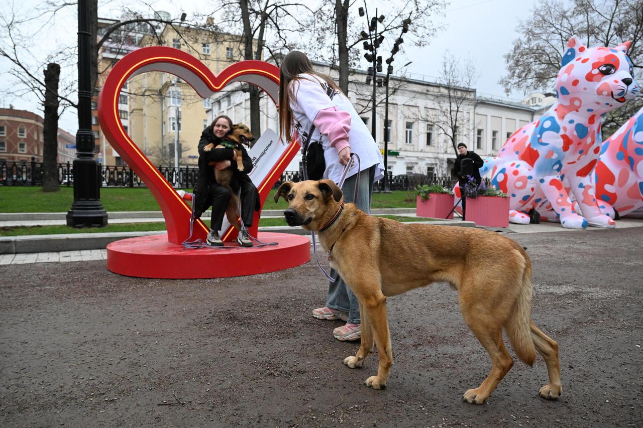 В Москве пройдет выставка кошек и собак из приютов