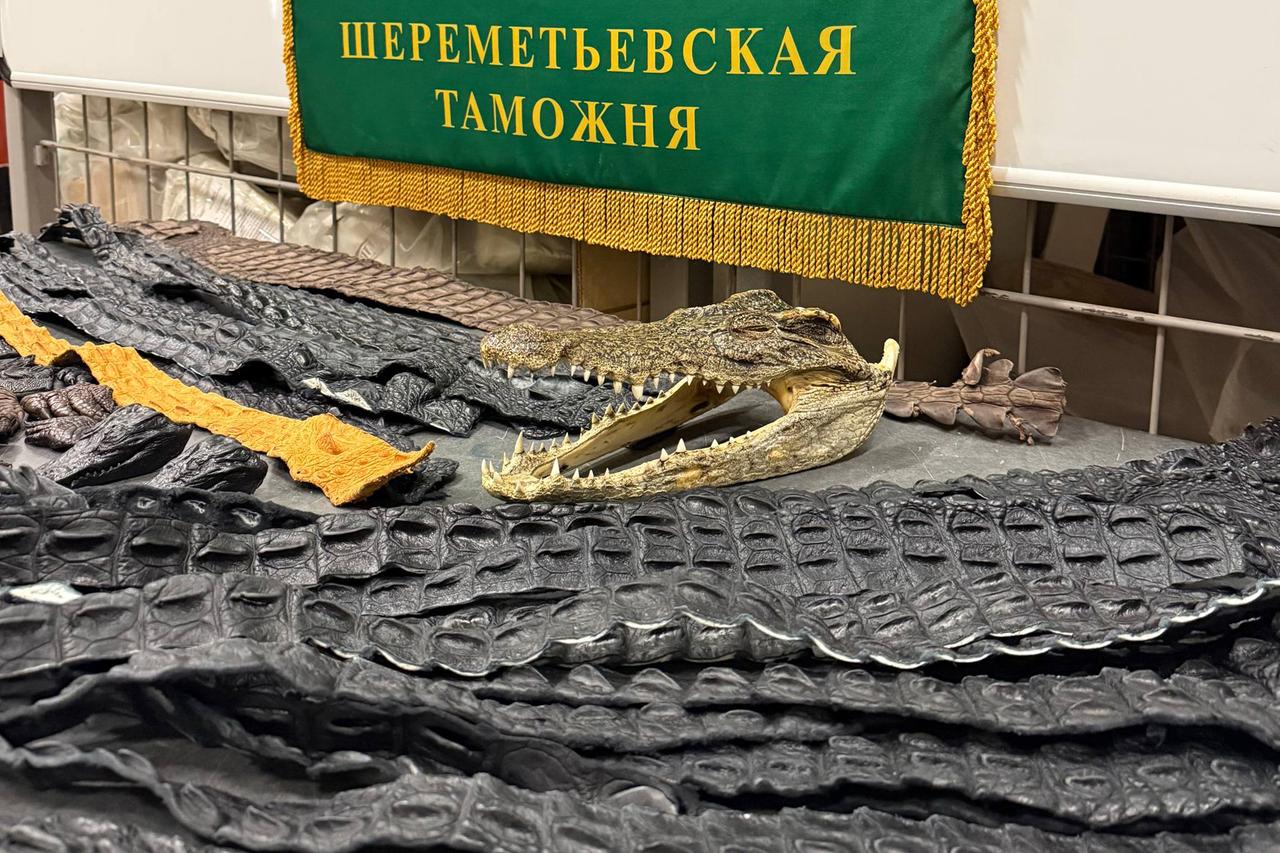 В Шереметьево в багаже россиянина обнаружили 64 части крокодилов