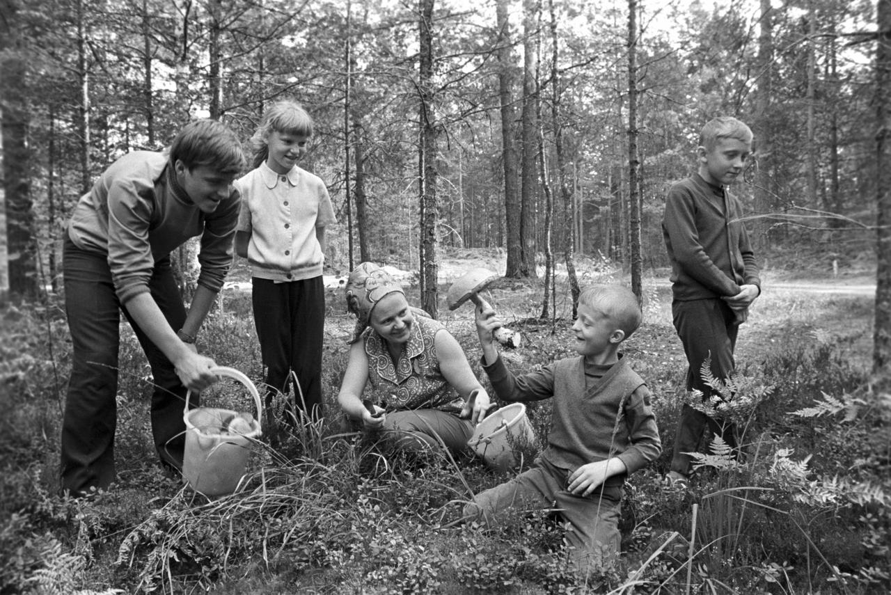 «Опята пошли!» Как собирали, продавали и покупали грибы в царской и советской Москве