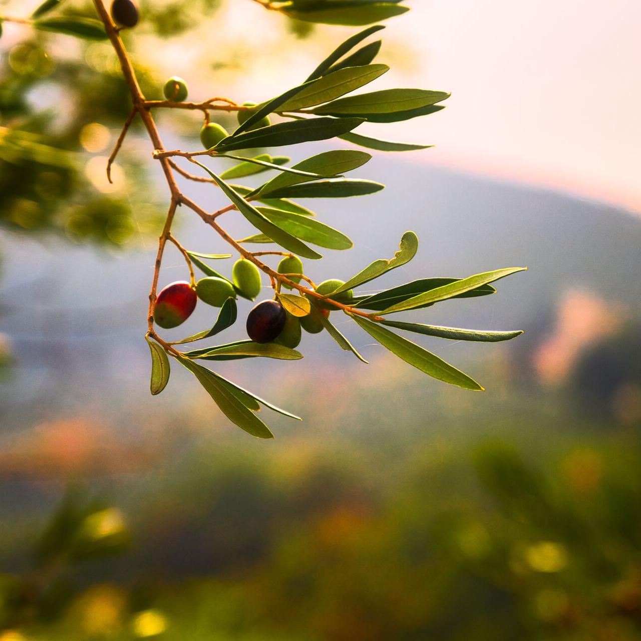 Польза подсолнечного и оливкового масла сравнение от Доктора Мясникова