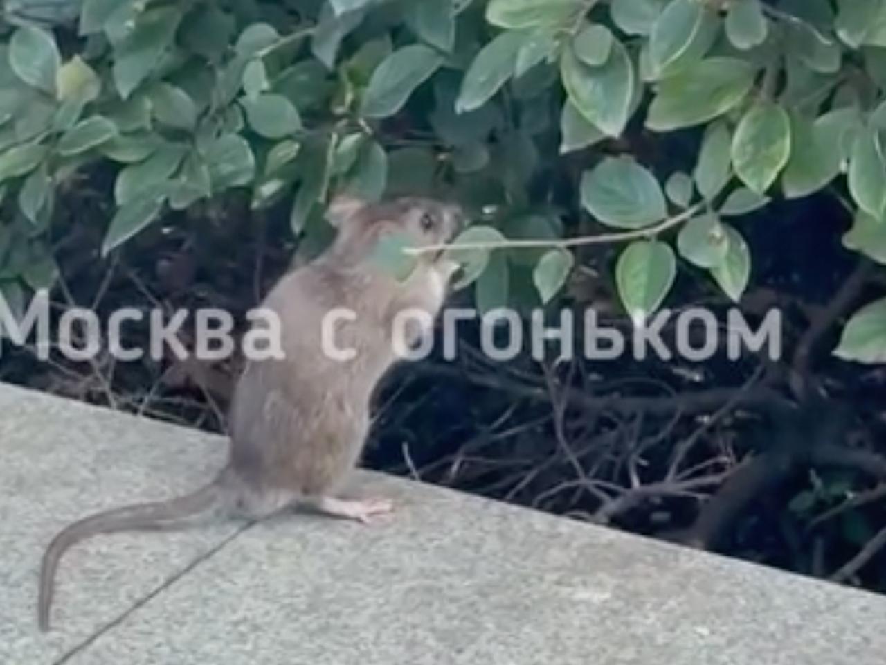 Всемирный день крысы 4 апреля. Как бороться с крысами на участке. Декоративные грызуны. Всемирный день крысы 4 апреля. Просто крыс.