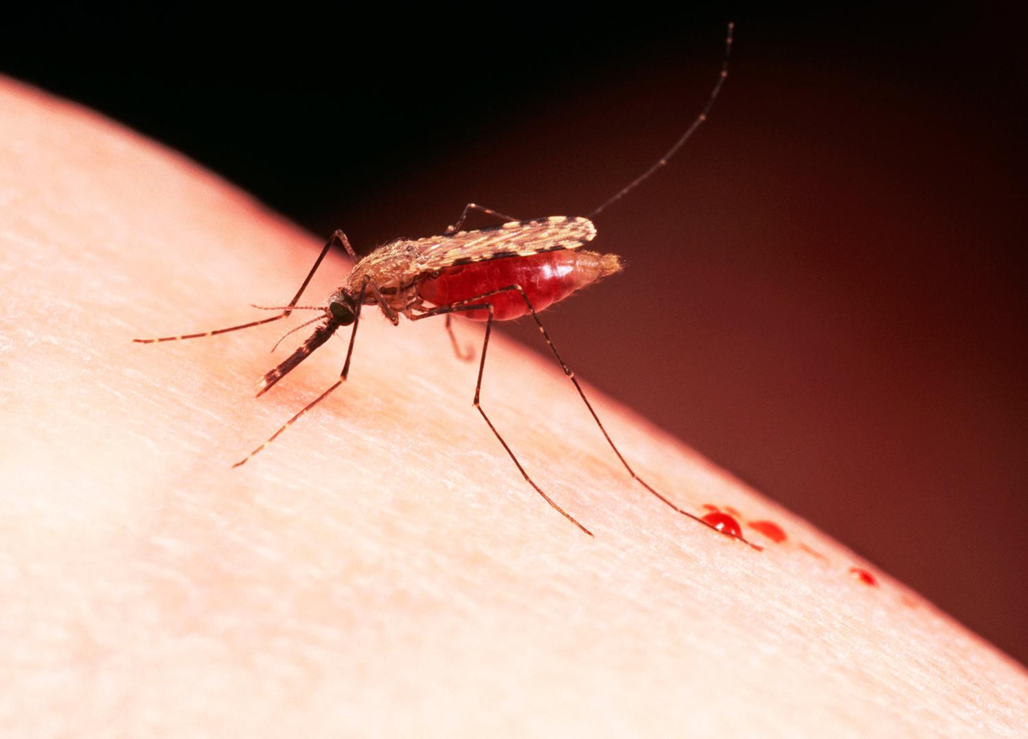 Малярия животное