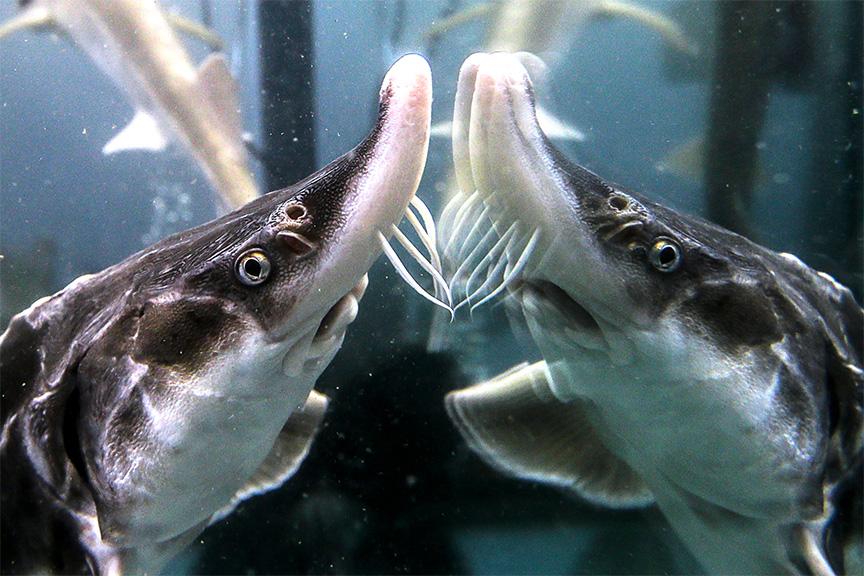 klyovoe uvlechenie moslenta