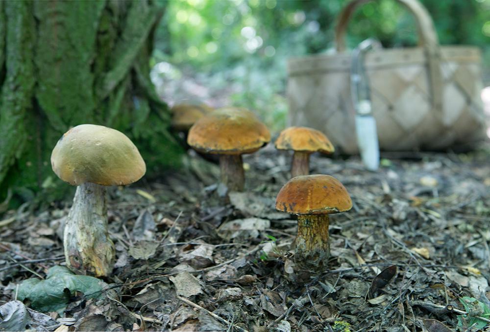 Раскрыты секреты правильного поиска грибных мест