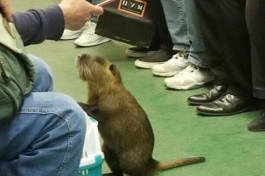 Необычного пассажира заметили в вагоне столичного метро