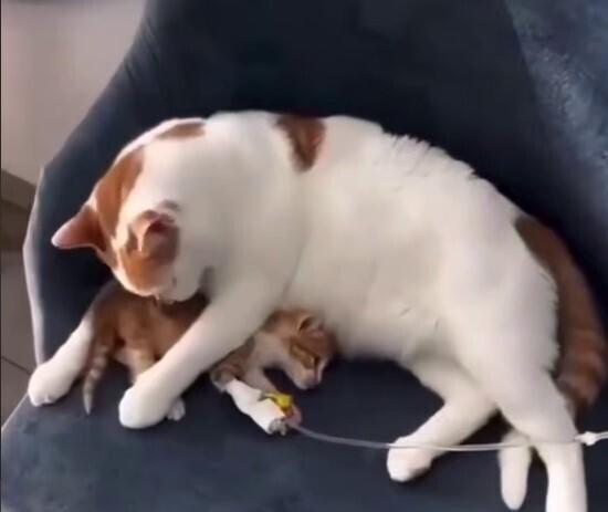 В московской ветклинике появился пушистый терапевт Барсик